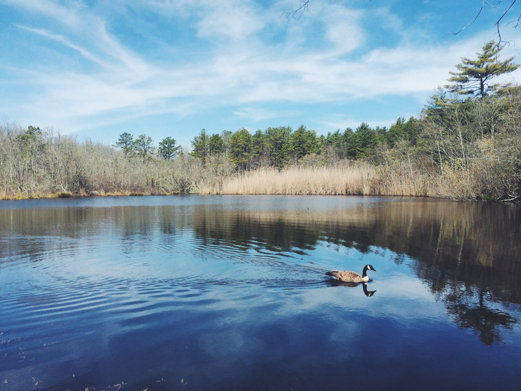 A Canada goose on a still pond ringed by pines at UMass Dartmouth.