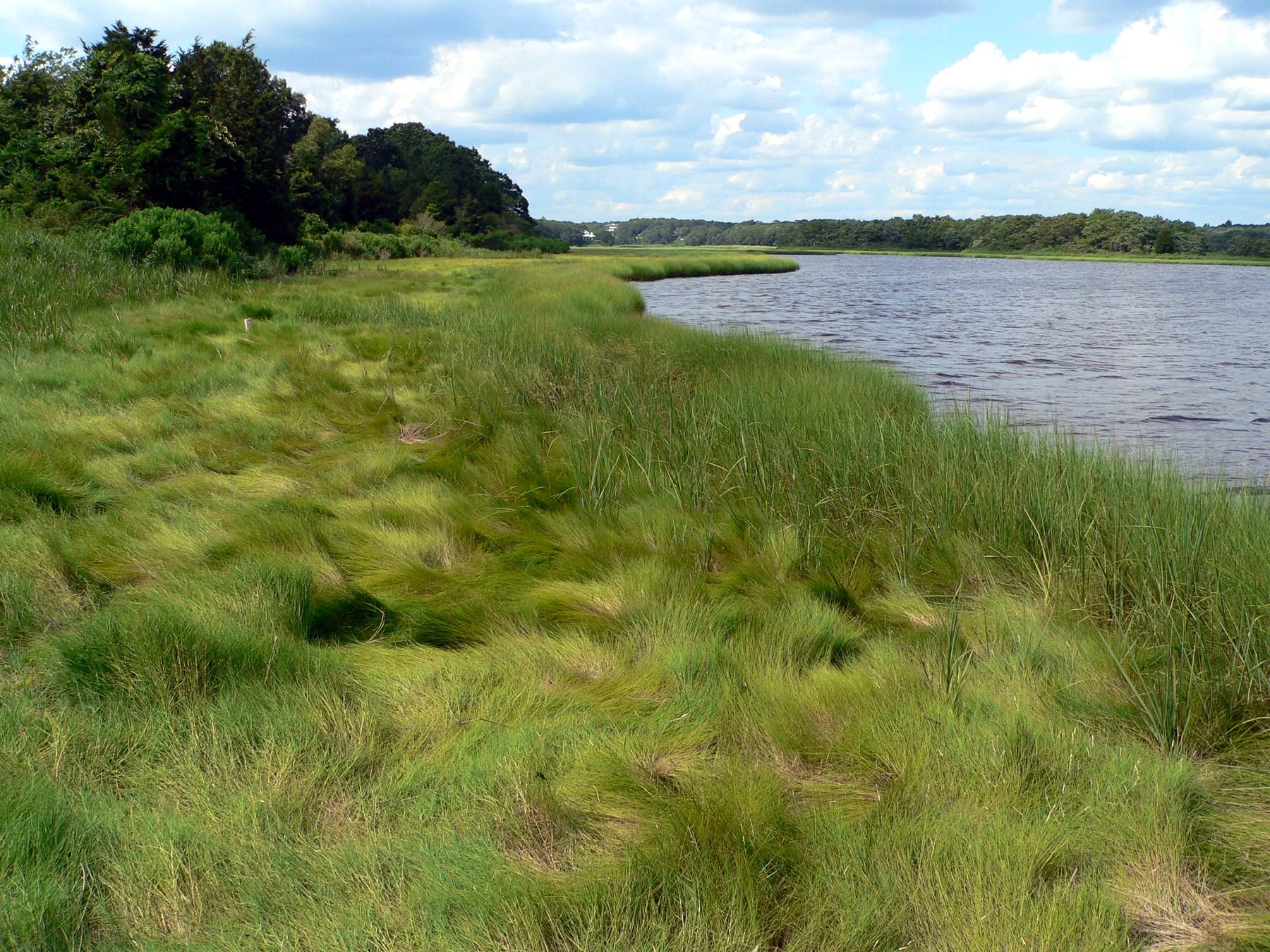 Salt-marsh grass along the Slocum's River with woods on the far bank.