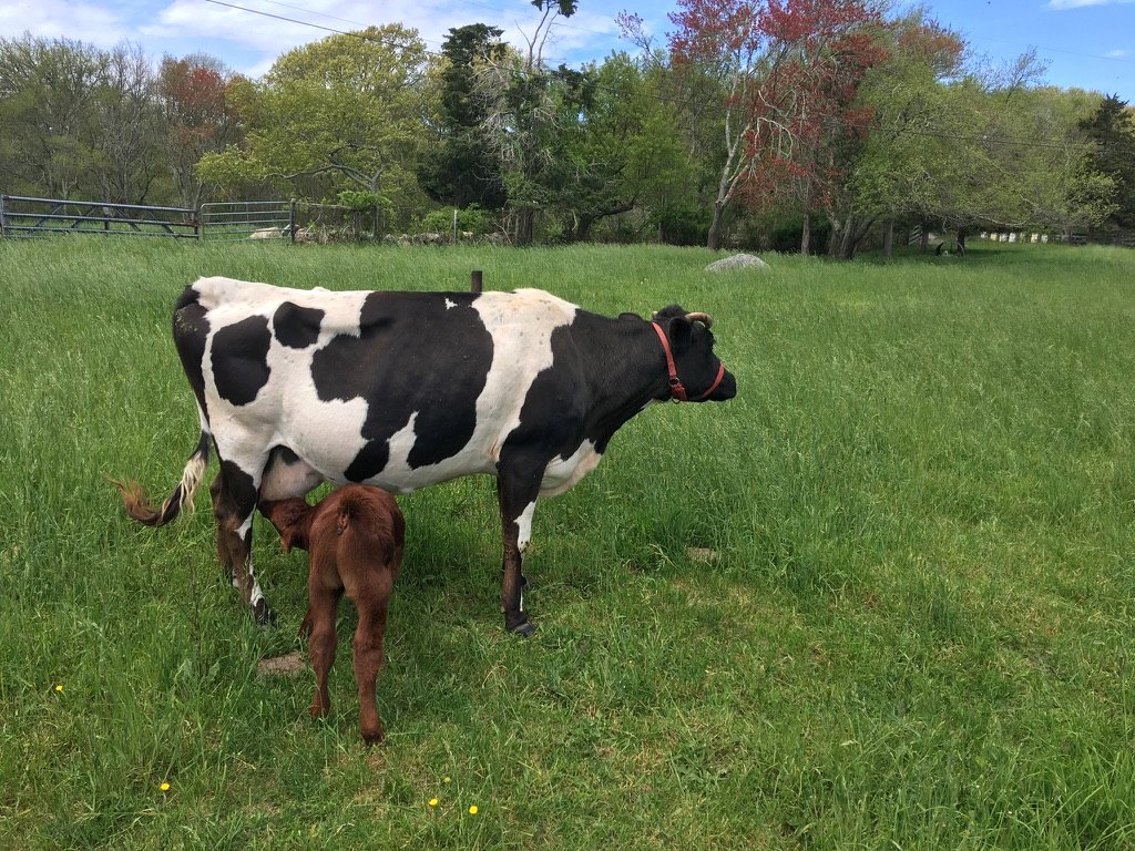 A black-and-white cow with a red halter stands in a green pasture while a small brown calf nurses beneath her, trees and a farm gate behind.
